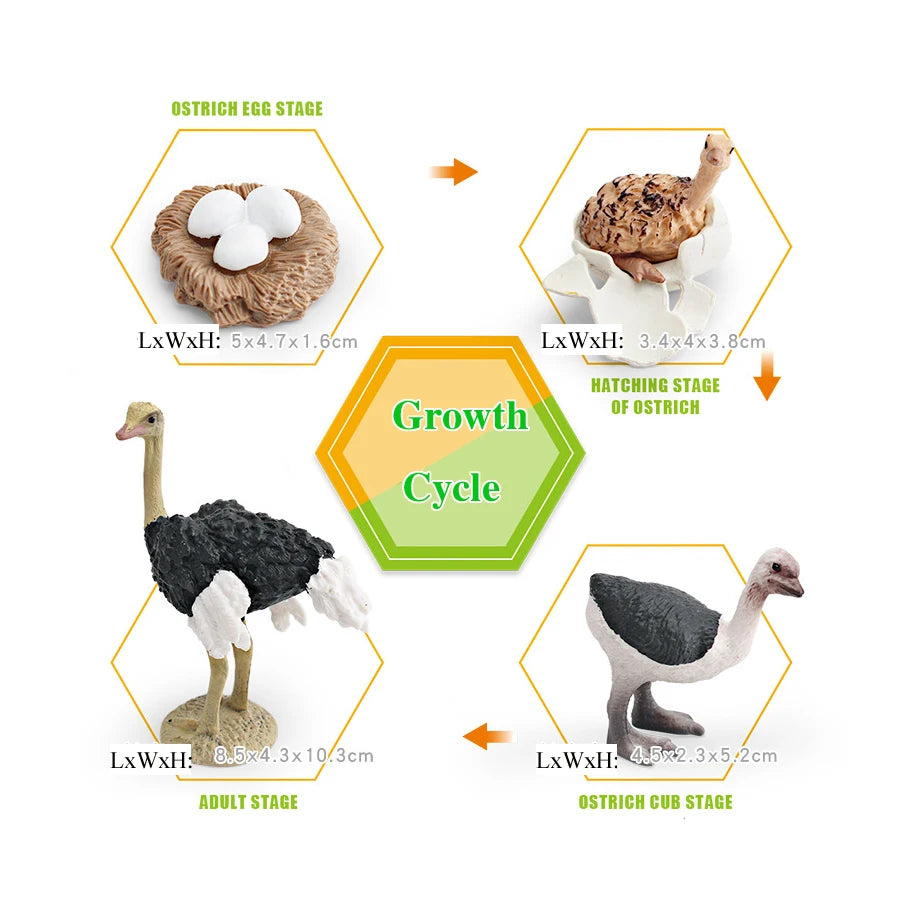Realistic Emu Ostrich Growth Cycle Action Figure Toys Bird Figurines Animal Playset Educational Model Toys Collection Home Decor
