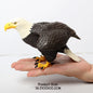 Simulated Bald Eagle Owl pelican Parrot Swan Birds Hand Painted Model Toy Figurine for Kids' Collection Science Educational Toys