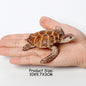 Simulation Chinese Softshell Leatherback Sea Turtle Snapping Turtles Tortoise Ocean Animal Model Education Toy Figures For Kids