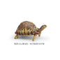 Simulation Chinese Softshell Leatherback Sea Turtle Snapping Turtles Tortoise Ocean Animal Model Education Toy Figures For Kids