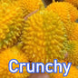 Handmade Crunchy Squishy Durian and Dragon Fruit Stress Ball Squeeze Toy, Squishy Fidget Ball, ASMR Sensory Stress Relief Toy