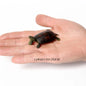 Simulation Chinese Softshell Leatherback Sea Turtle Snapping Turtles Tortoise Ocean Animal Model Education Toy Figures For Kids