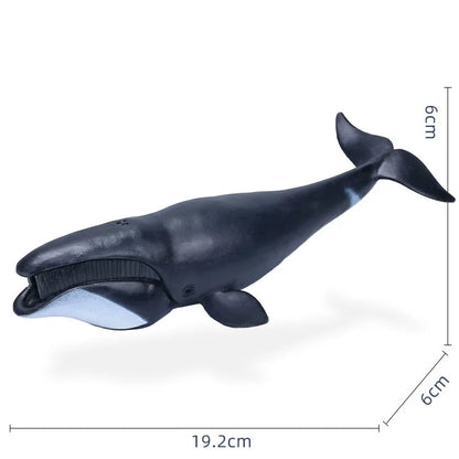 14-22CM Ocean Animals Action Figures Sealife Shark Whare Megalodon Models Figurines PVC Home Decoration Kids Education Toys Gift