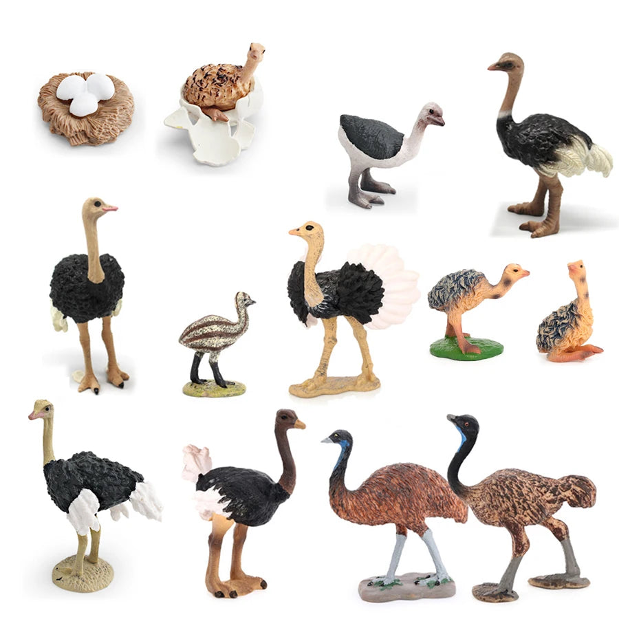 Realistic Emu Ostrich Growth Cycle Action Figure Toys Bird Figurines Animal Playset Educational Model Toys Collection Home Decor
