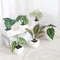 1SET Simulation Plant Potted Plant, Suitable For Commercial Office Counter, Living Room, Study, Courtyard, Home Decoration