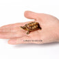 Simulation Chinese Softshell Leatherback Sea Turtle Snapping Turtles Tortoise Ocean Animal Model Education Toy Figures For Kids