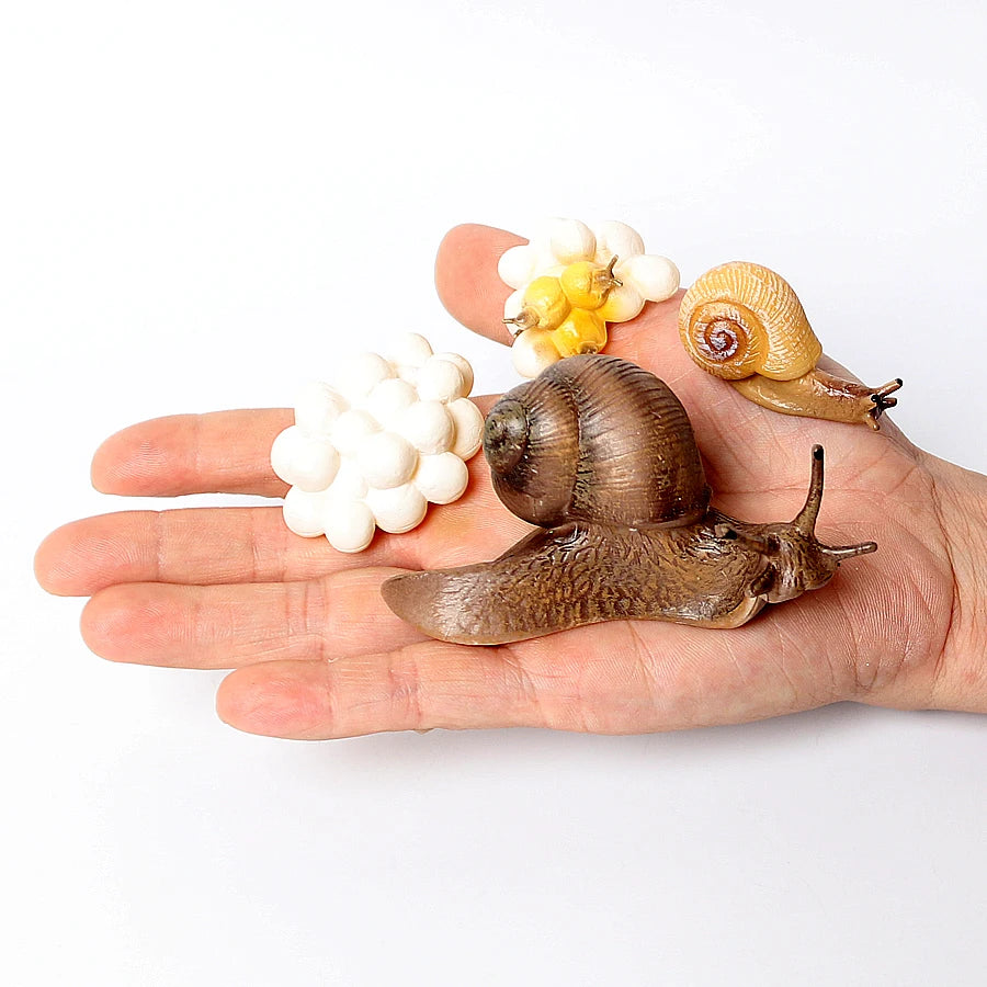 Realistic Life Cycle Of A Snail Model Figure Snail Figurine Party Favors Supplies Cake Toppers Desktop Decoration Collection Toy