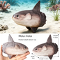 Realistic Marine Animal Figurine Deep Sea Creature Model Ocean Fish Figures Blobfish Collection Kids Toy Boy Girl Gift Ornament