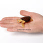 Simulation Chinese Softshell Leatherback Sea Turtle Snapping Turtles Tortoise Ocean Animal Model Education Toy Figures For Kids