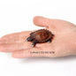 Simulation Chinese Softshell Leatherback Sea Turtle Snapping Turtles Tortoise Ocean Animal Model Education Toy Figures For Kids