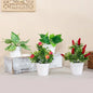 1SET Simulation Plant Potted Plant, Suitable For Commercial Office Counter, Living Room, Study, Courtyard, Home Decoration