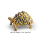 Simulation Chinese Softshell Leatherback Sea Turtle Snapping Turtles Tortoise Ocean Animal Model Education Toy Figures For Kids